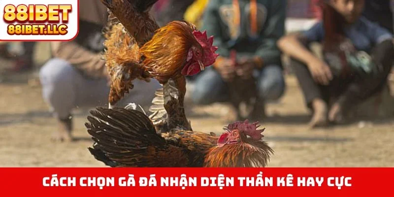 Cách chọn gà đá nhận diện thần kê hay cực