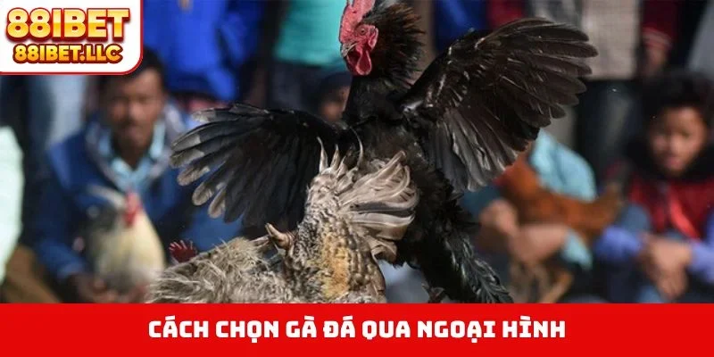 Cách chọn gà đá qua ngoại hình