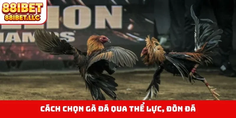 Cách chọn gà đá qua thể lực, đòn đá