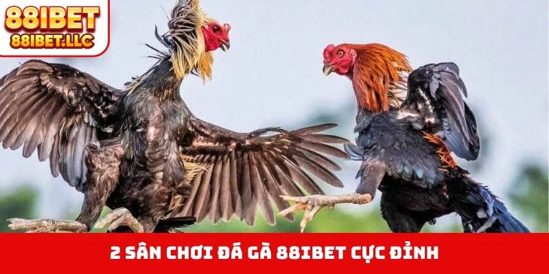 2 sân chơi đá gà 88IBET cực đỉnh