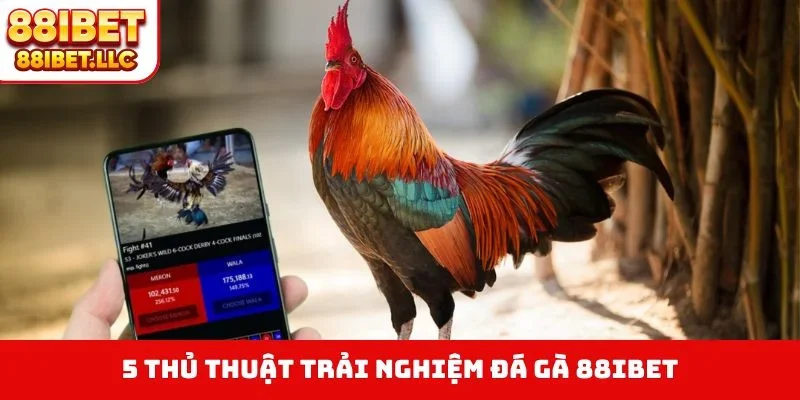 4 thủ thuật trải nghiệm đá gà 88IBET